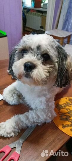 Собаки ши-тцу