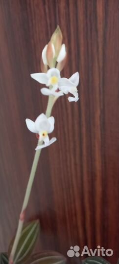 Драгоценная орхидея, лудизия