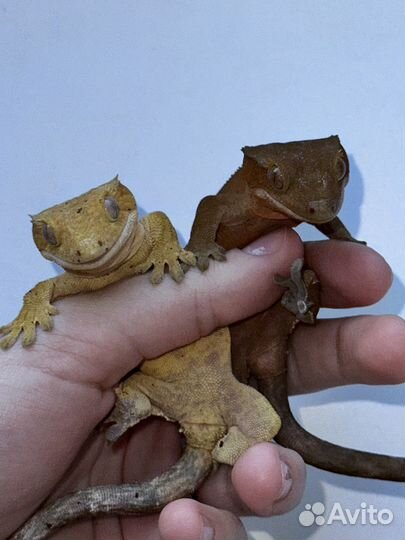 Бананоед пара самец и самка