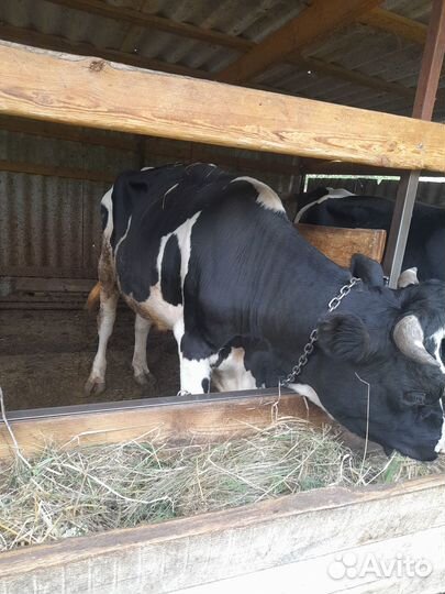 Быки на мясо