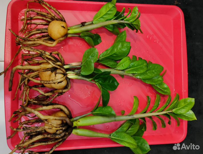 Замиокулькас Зензи