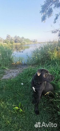 Кобель вязка кане корсо