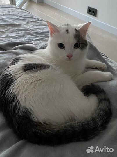 Серый и Беляш нуждаются в доме