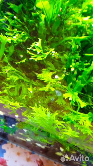 Папоротник Винделова