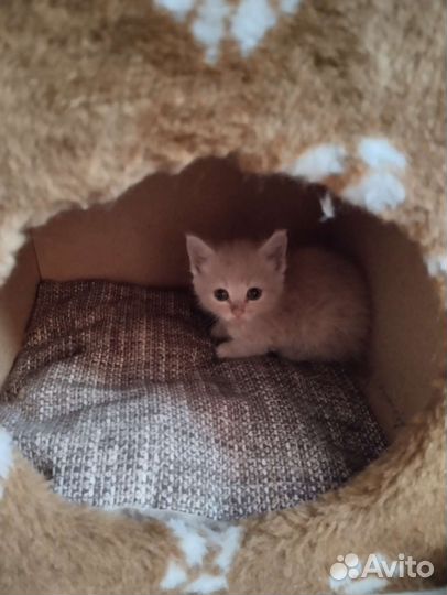 Котенок - найденыш