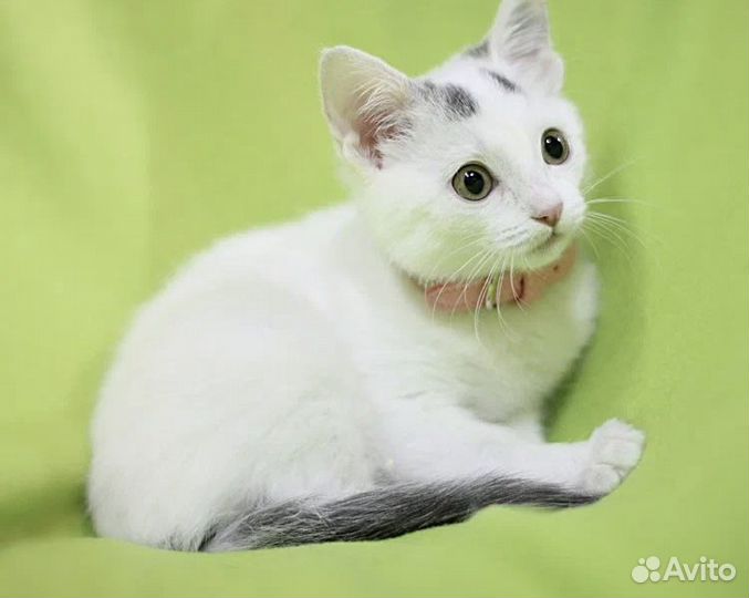 Котёнок девочка в добрые руки