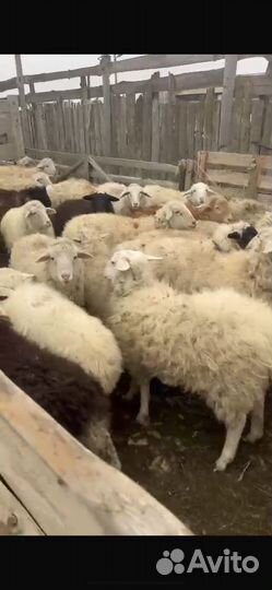 Овцы ярки
