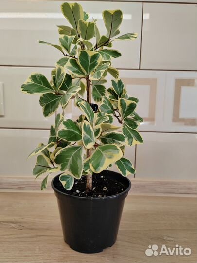 Фикус триангулярис