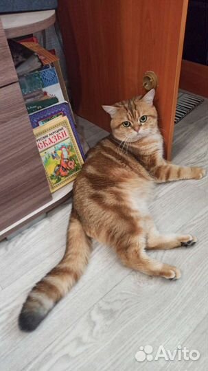 Британский кот вязка