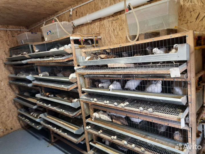 Мобильная перепелиная ферма