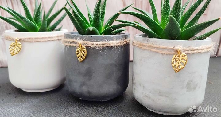 Суккуленты