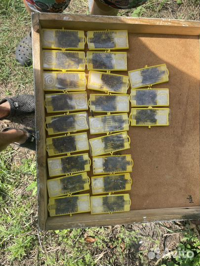 Пчелы матки кавказки