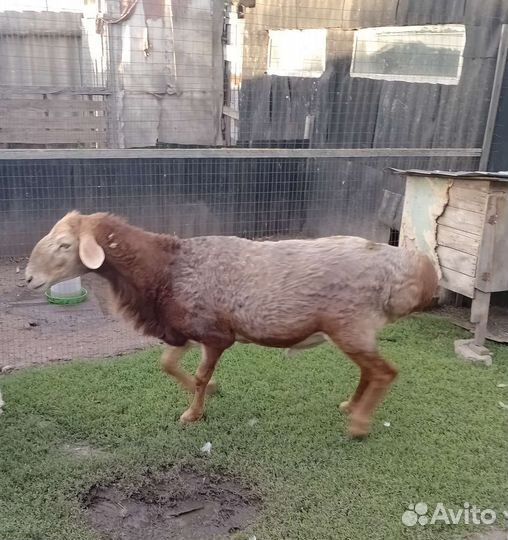 Овцы бараны