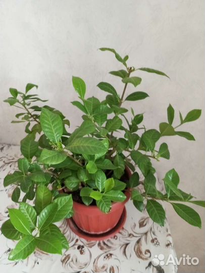 Гардения жасминовидная