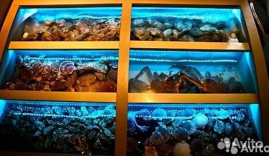 Аквариум для продажи живой рыбы, мидий 200*50*50