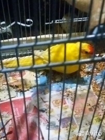 Попугай какарик мальчик