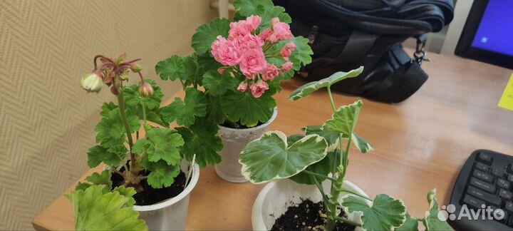 Пеларгония герань