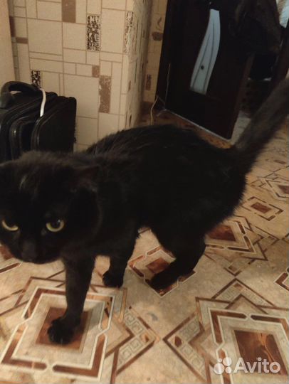 Отдам кота в добрые руки