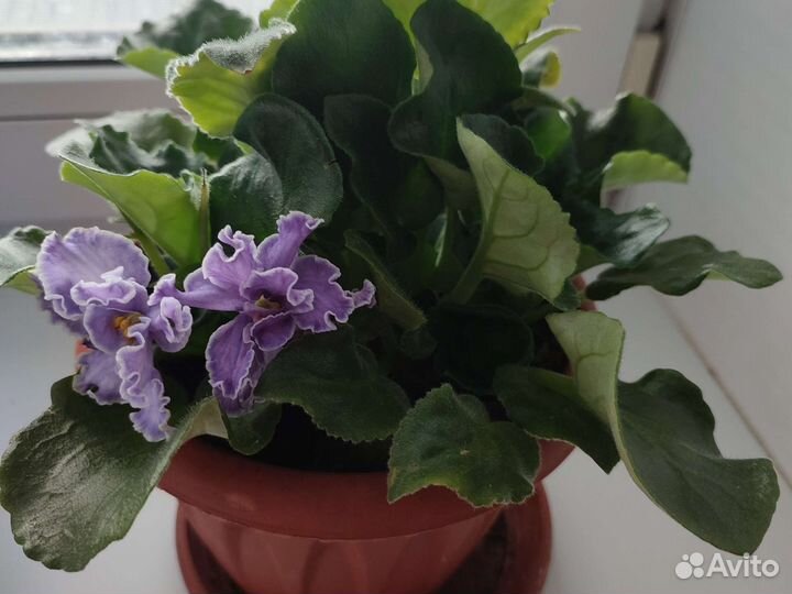 Цветущие фиалки