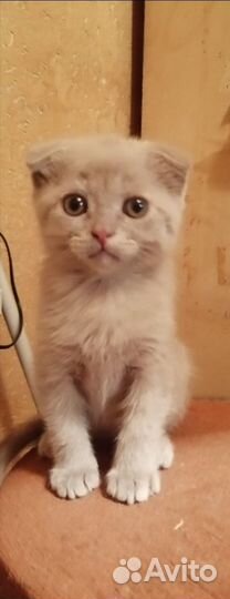 Шотландский котёнок