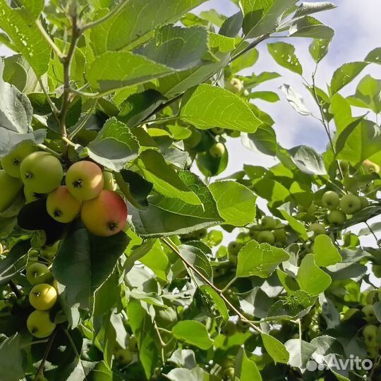 Яблоня ранетка