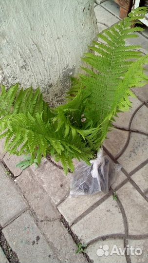 Папоротник садовый