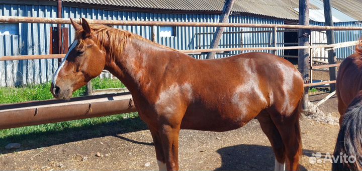 Продам лошадь