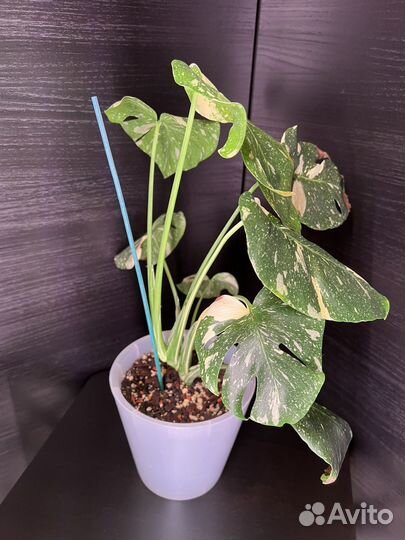 Монстера тайское созвездие