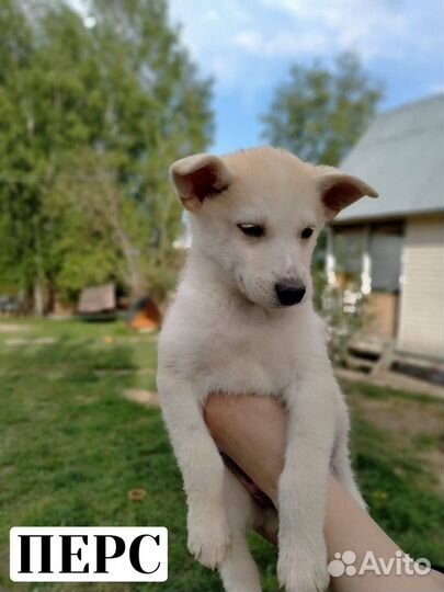 Отдаем даром в добрые руки 3 щенков