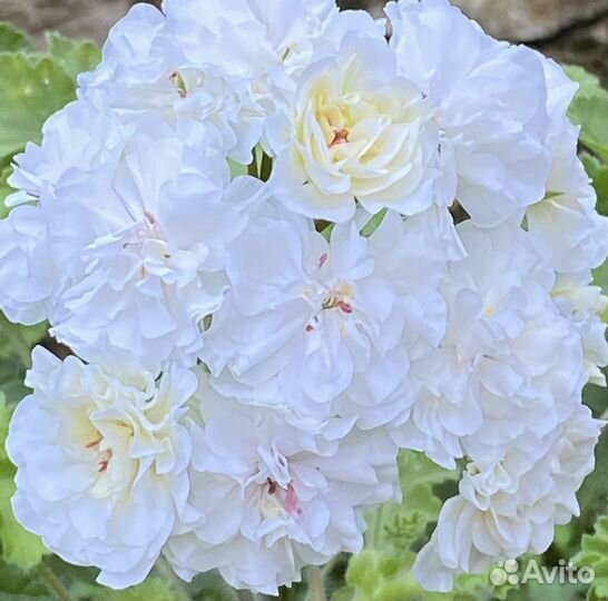 Ив жемчужина шах сафи