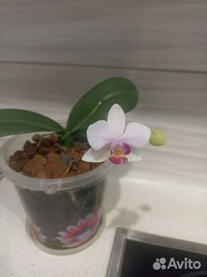 Орхидея