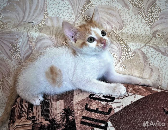Очаровательные котята в добрые руки