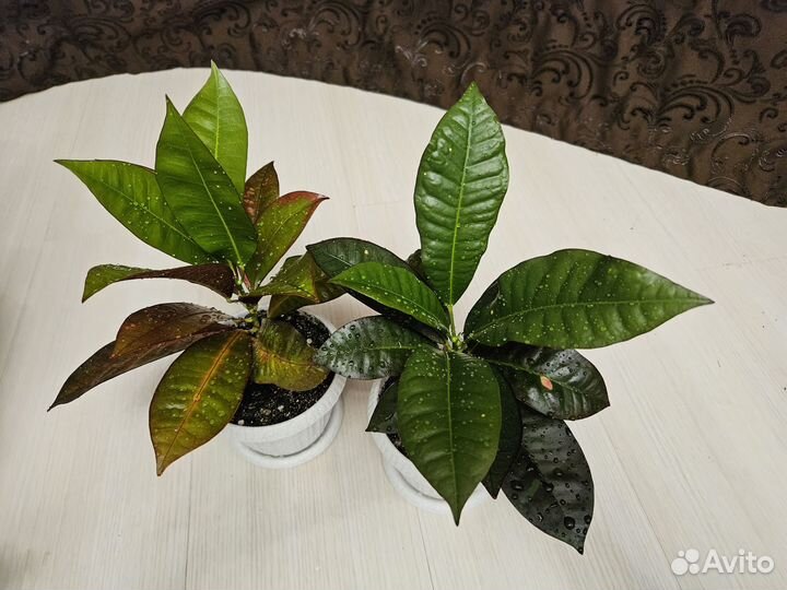 Кротон кодиеум Миссис Айстон