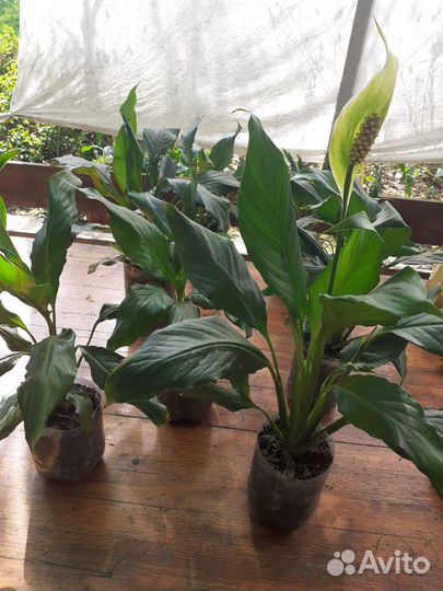 Спатифиллум