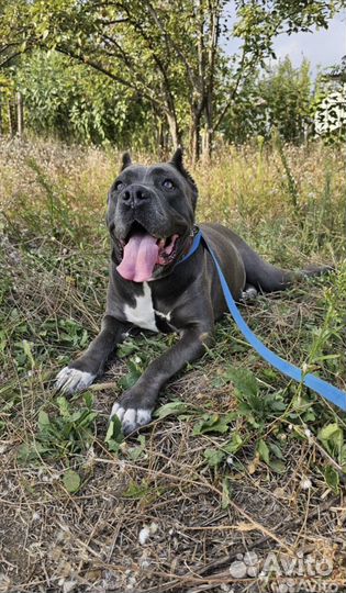 Кане корсо бесплатно в хорошие руки