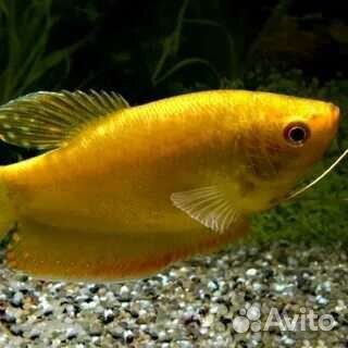Рыбка гурами