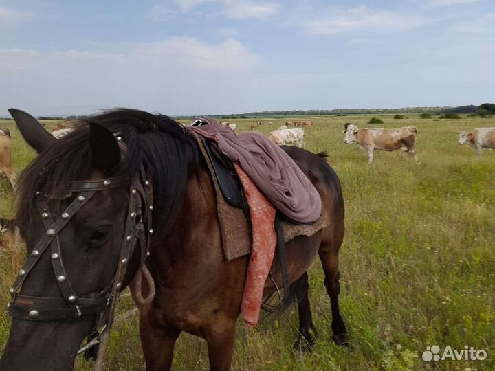 Кобыла 8 лет