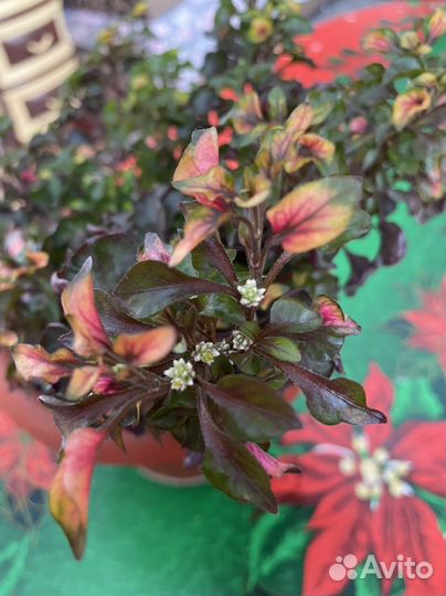 Альтернатера