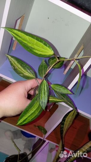 Хойя Макрофила Пот он голд