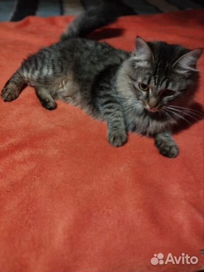 Ласковая кошечка в поиске доброго дома