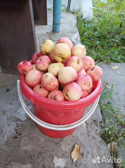 Продам яблоки