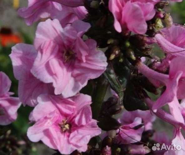 Флокс метельчатый 