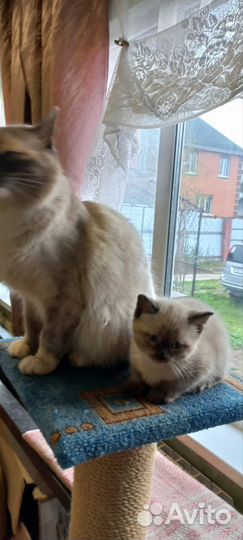 Сиамские котята