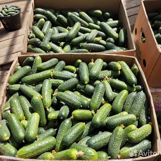 Огурцы короткоплодные