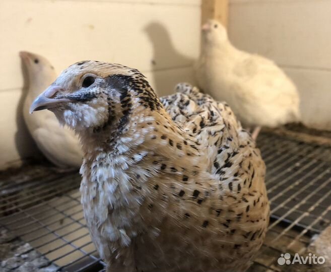 Яйца перепелиные домашние и инкубационное