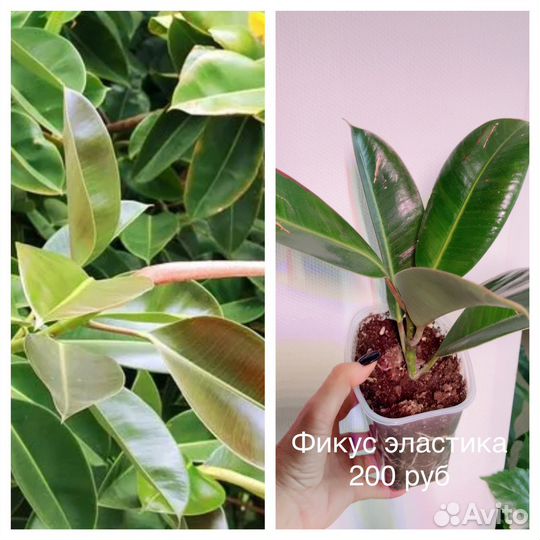 Фикусы