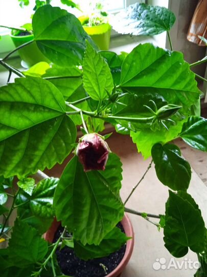 Гибискус китайская роза