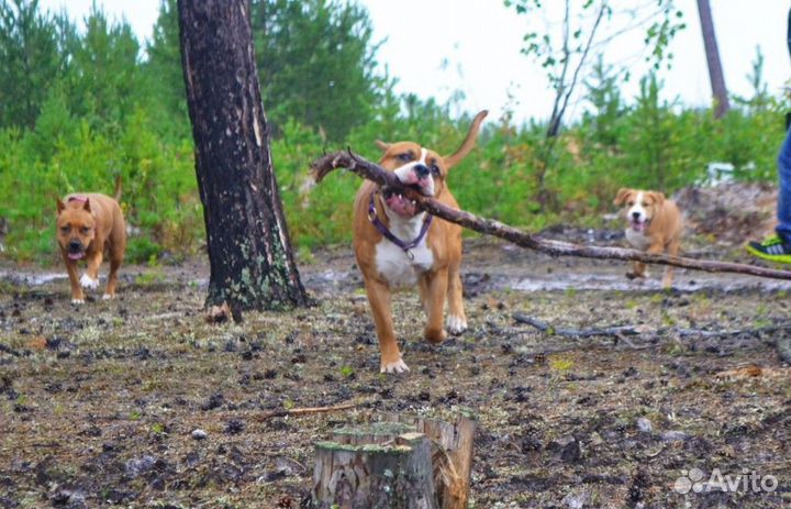 Отдам в добрые руки собак