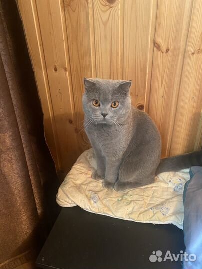 Котик на вязку