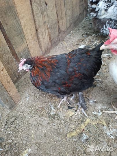 Петух Маран